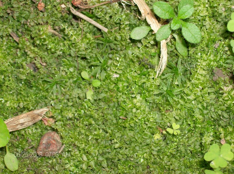 Green Moss on Ground — Natural, Morning