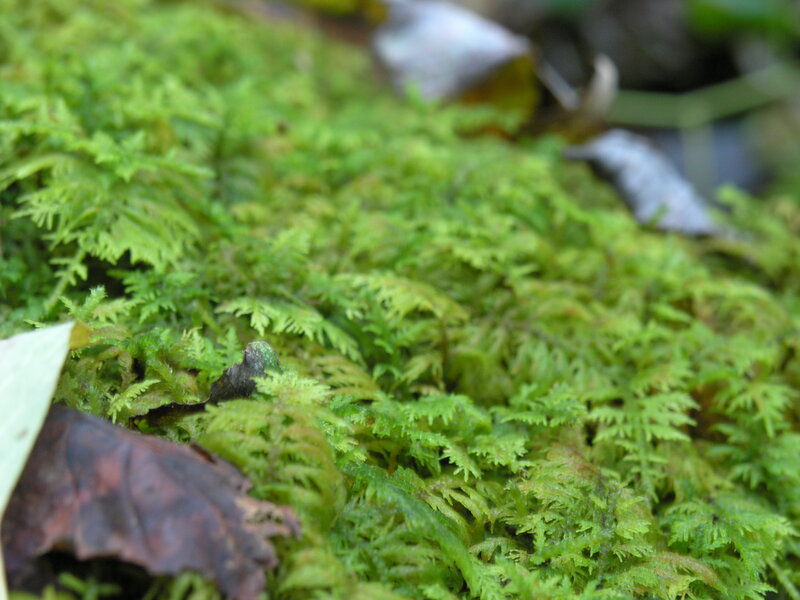 Green Moss on Ground — Natural