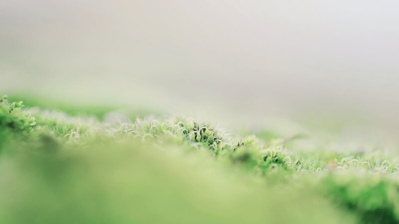 Green Moss on Ground — Serene, Photograph
