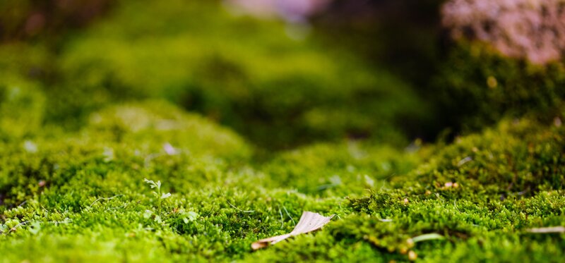 Green Moss on Ground — Serene