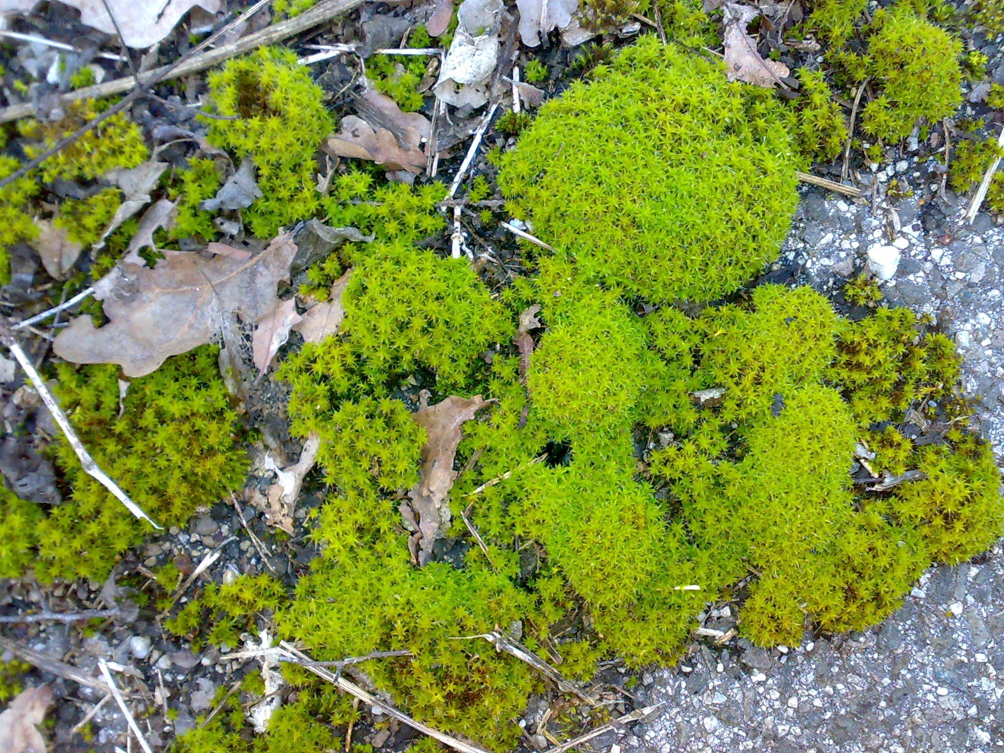 green moss on ground