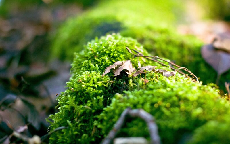 Green Moss on Log