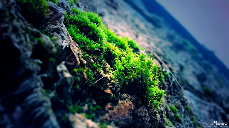 Green Moss on Rock — Dramatic