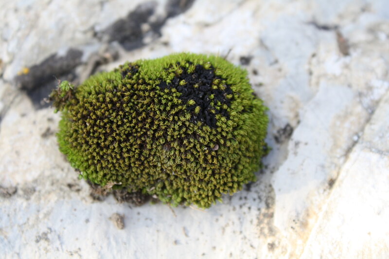 Green Moss on Rock — Natural, Photograph