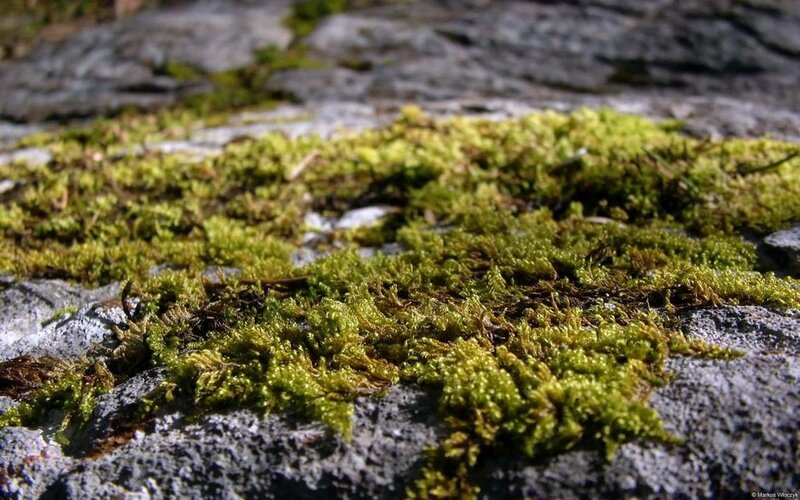 Green Moss on Rock — Natural