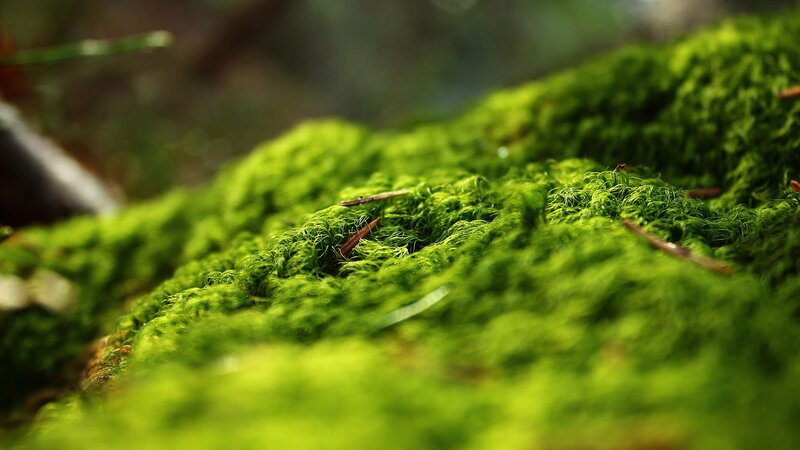 Green Moss on Rock — Serene, Photograph
