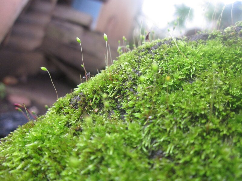 Green Moss on Rock