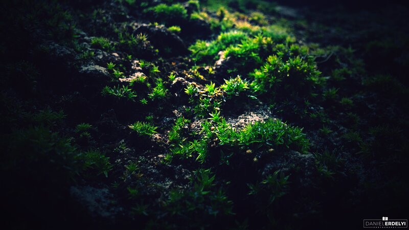 Green Moss on Rocks — Dramatic, Photograph