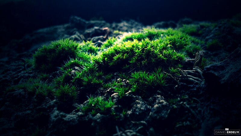 Green Moss on Rocks — Dramatic
