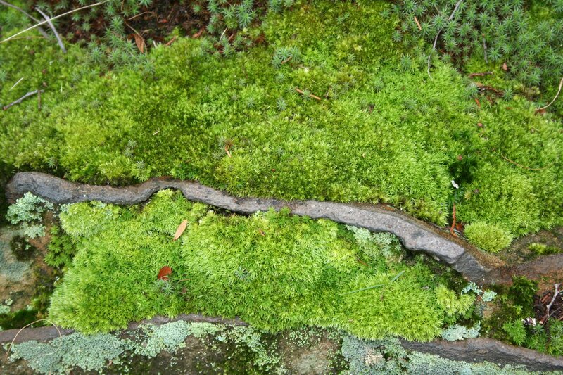 Green Moss on Rocks — Natural, Photograph
