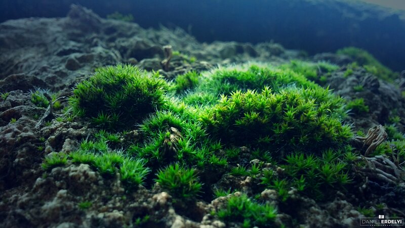 Green Moss on Rocks — Serene, Photograph, Roots