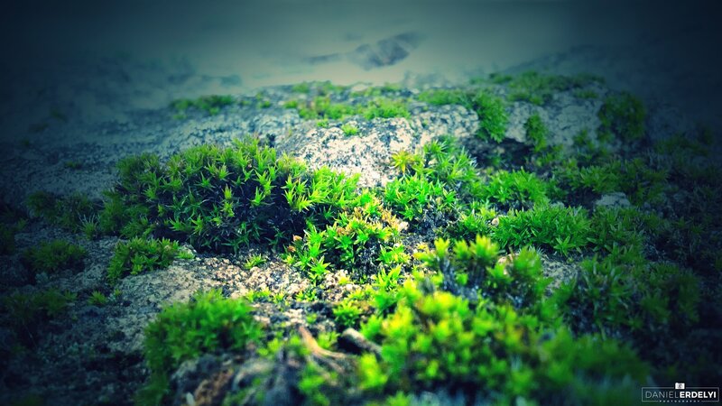 Green Moss on Rocks — Serene, Photograph