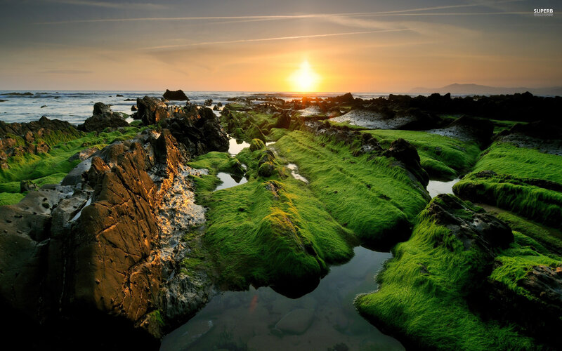 Green Moss on Rocks — Serene, Sunset