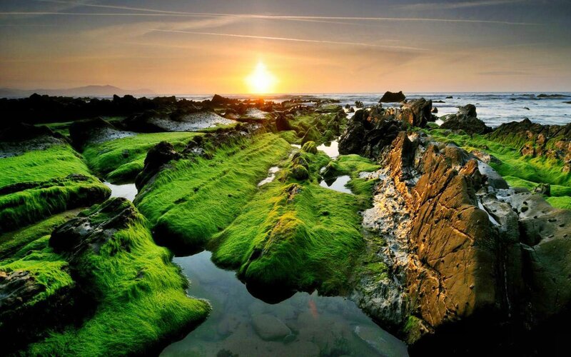 Green Moss on Rocks