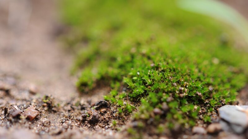 Green Moss on Soil
