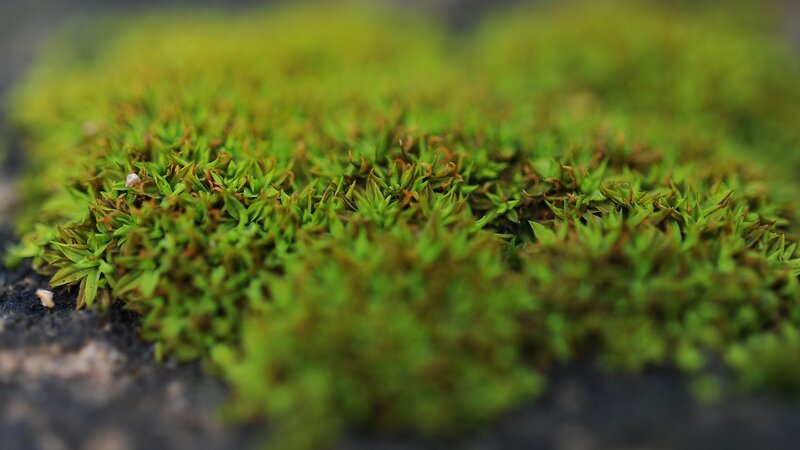 Green Moss on Stone — Natural