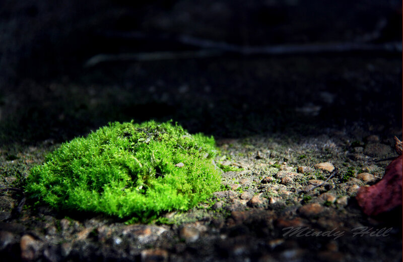 green moss on stone