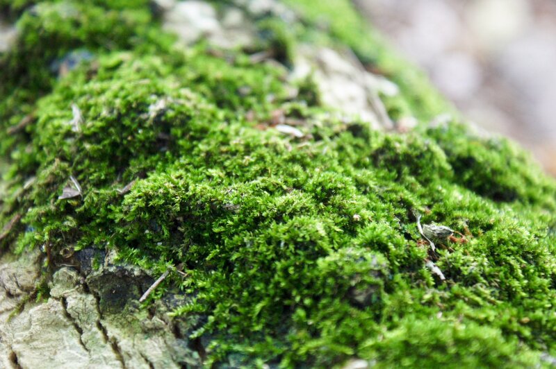 green moss on tree bark