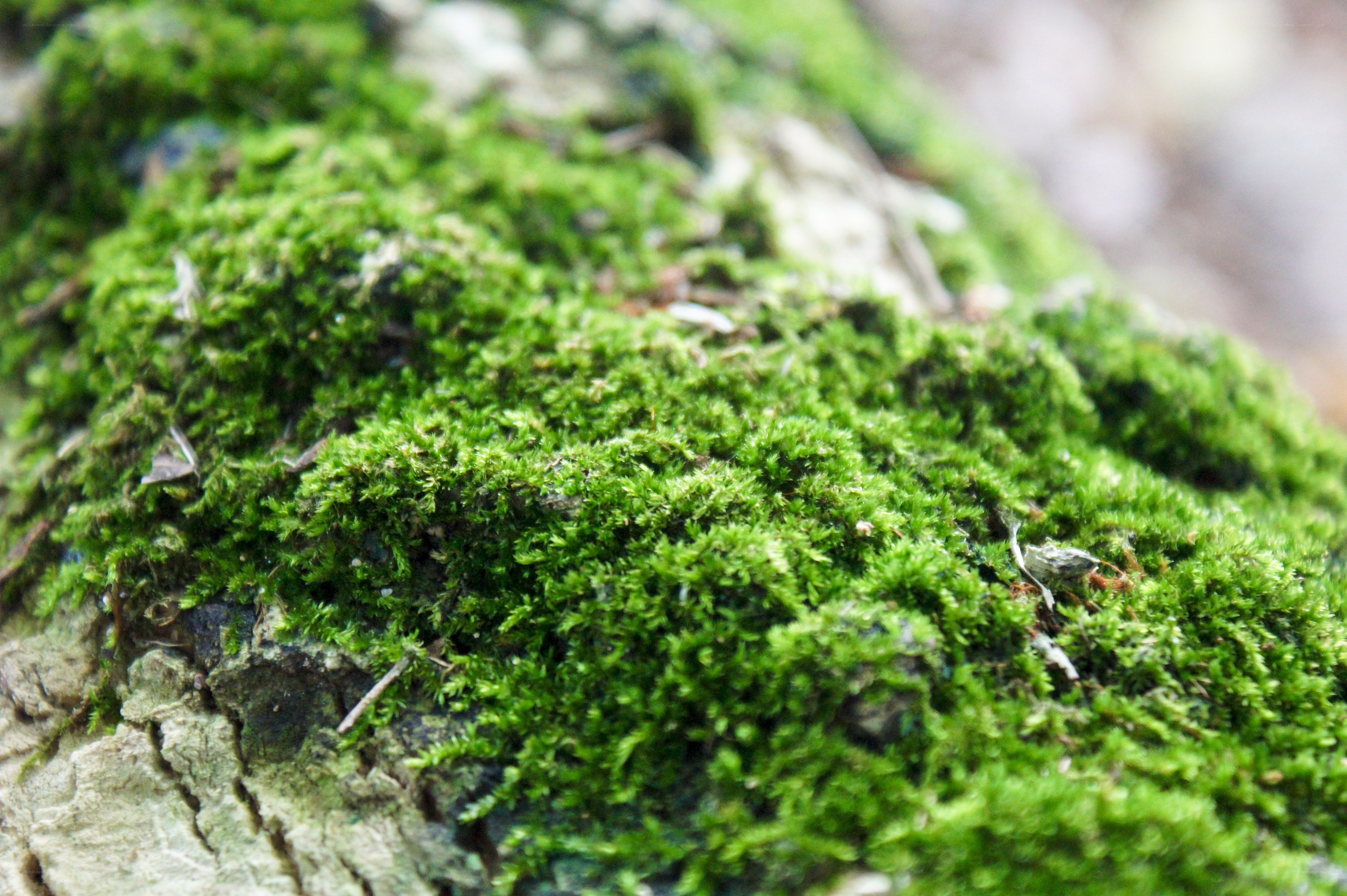 green moss on tree bark