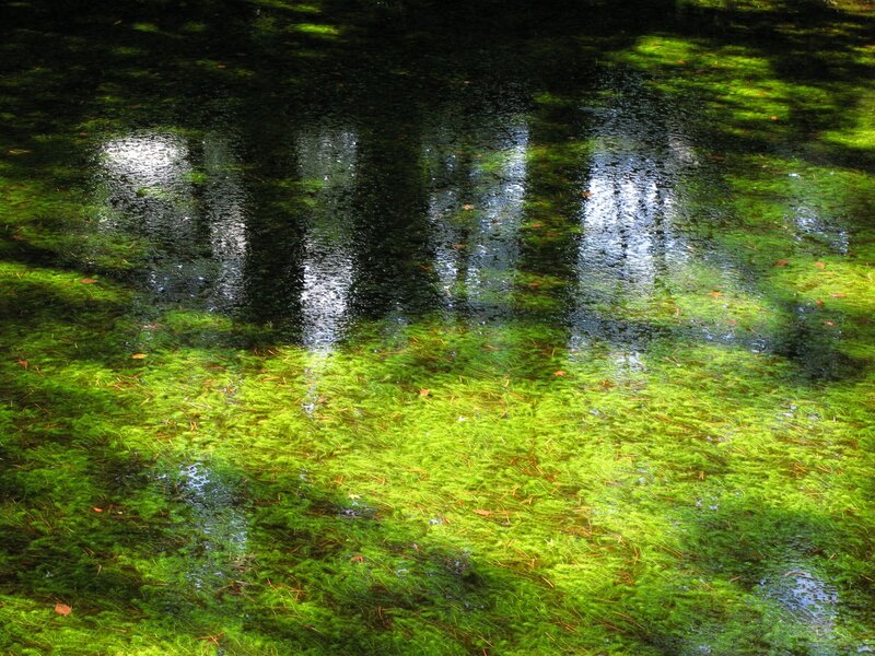 Green Moss on Water