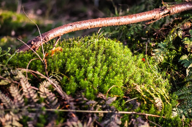 Green Moss Patch