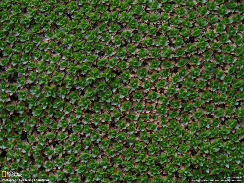 Green moss pattern