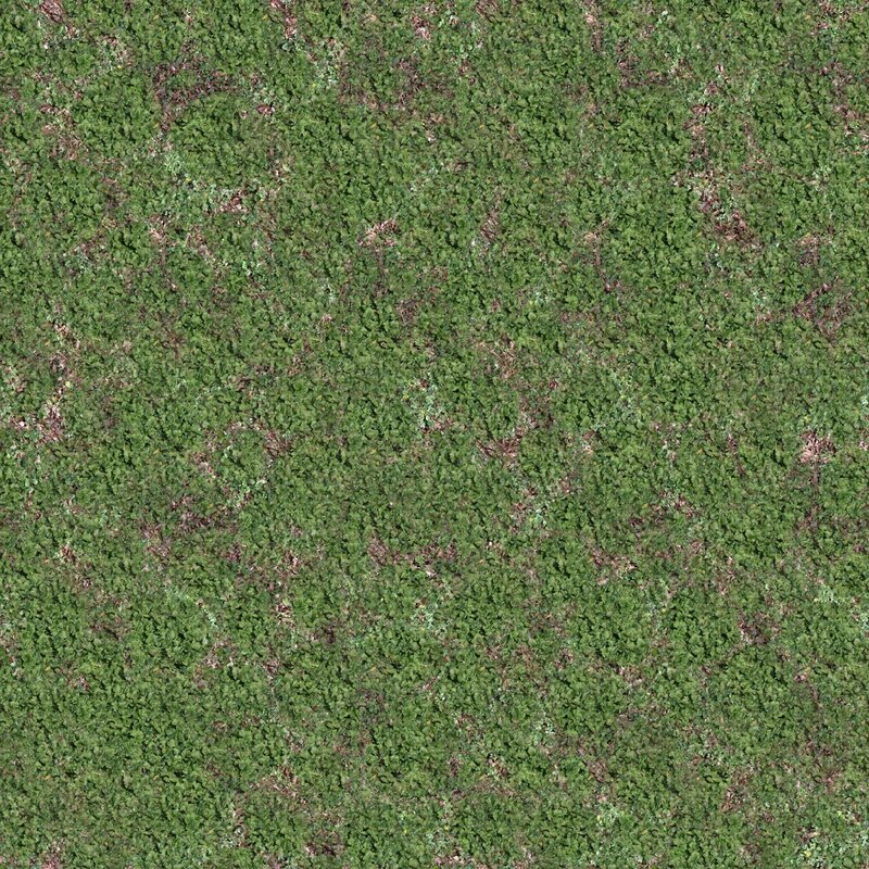 green moss texture