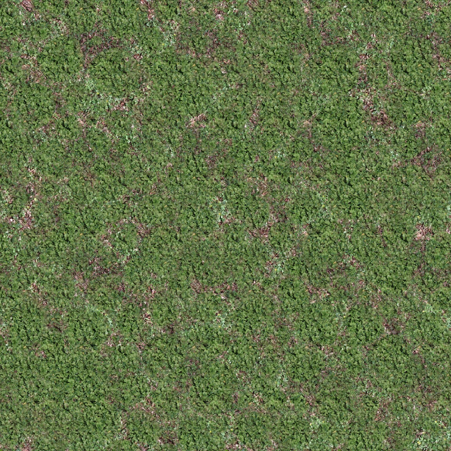 green moss texture