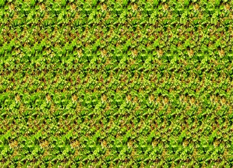 green moss texture