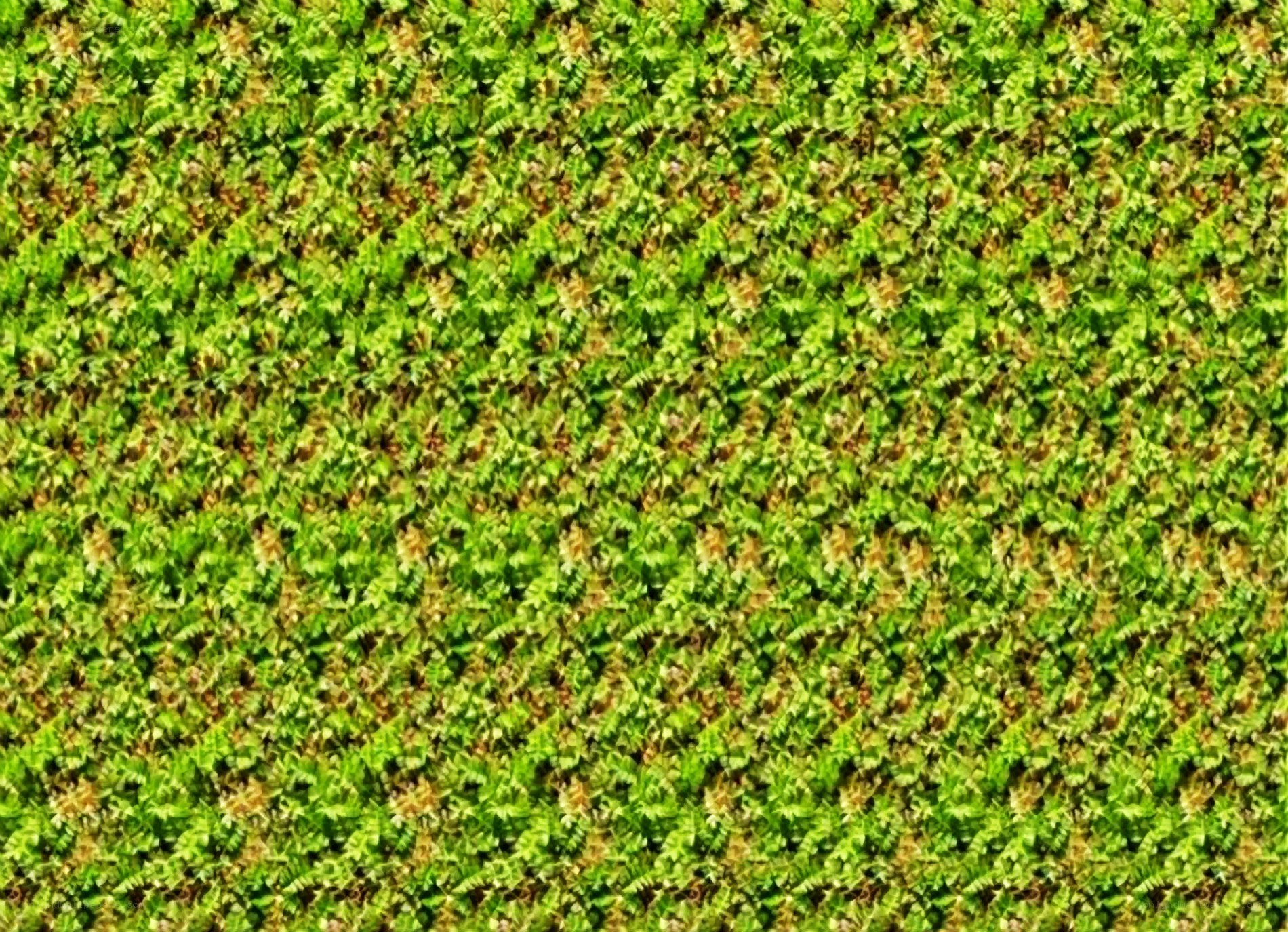 green moss texture