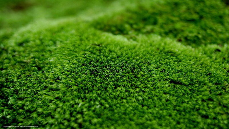 Green Moss Texture — Serene