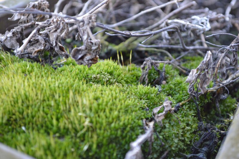 green moss with dried plants