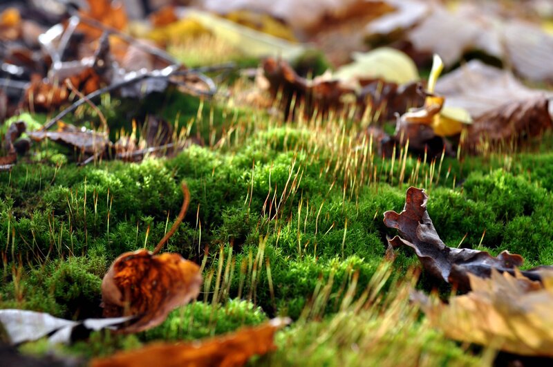 Green Moss with Leaves