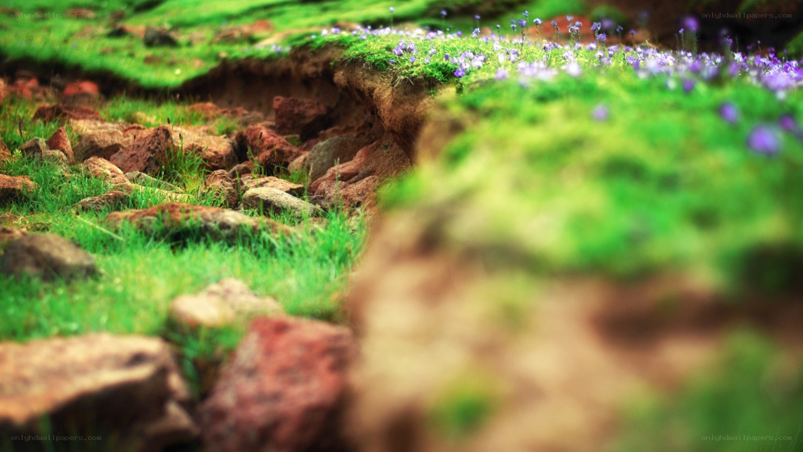 green moss with purple flowers