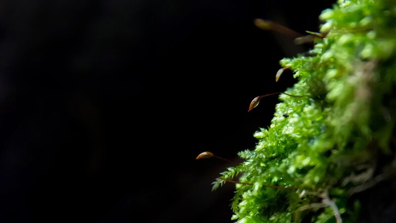 Green Moss with Sporophytes — Dramatic, Photograph