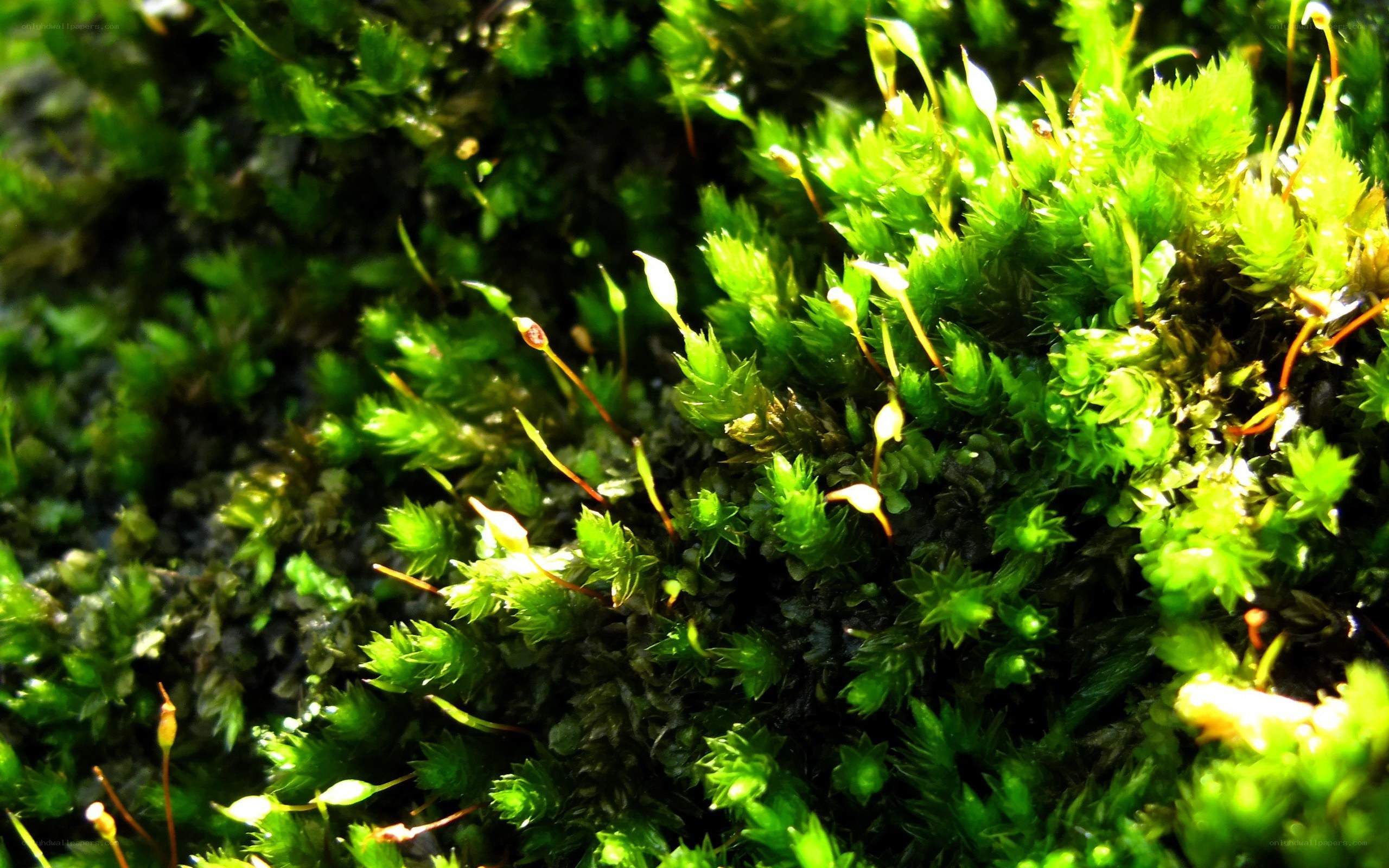 green moss with sporophytes