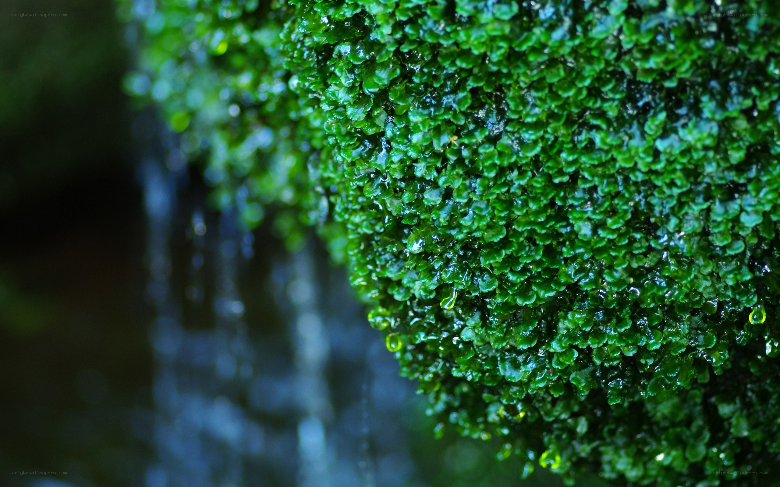 Green moss with water droplets