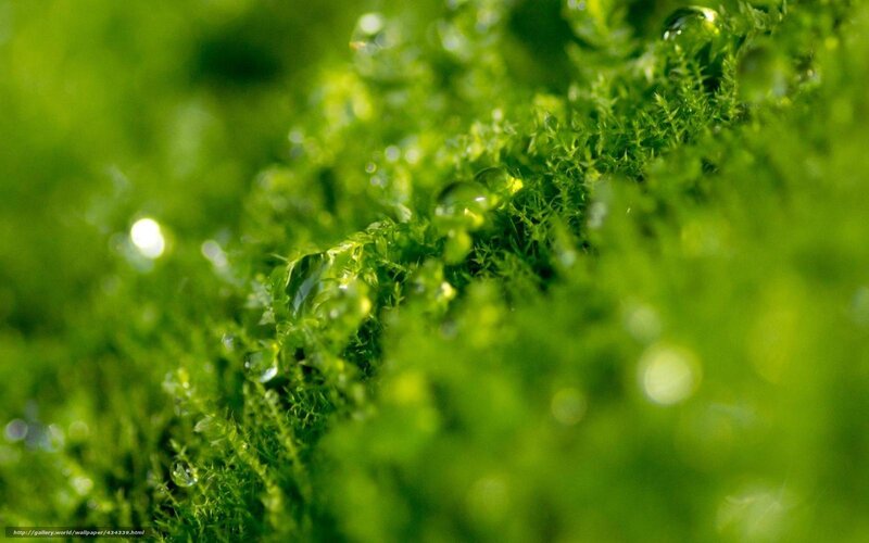 Green Moss with Water Droplets — Serene