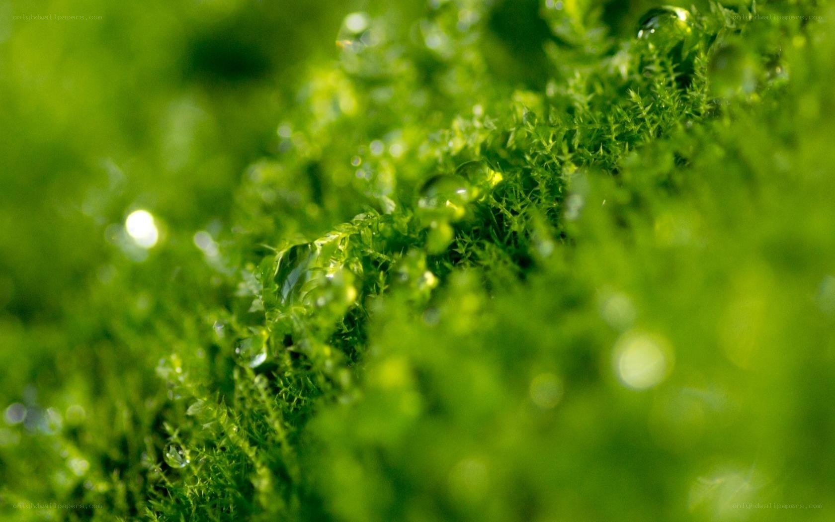 Green moss with water droplets