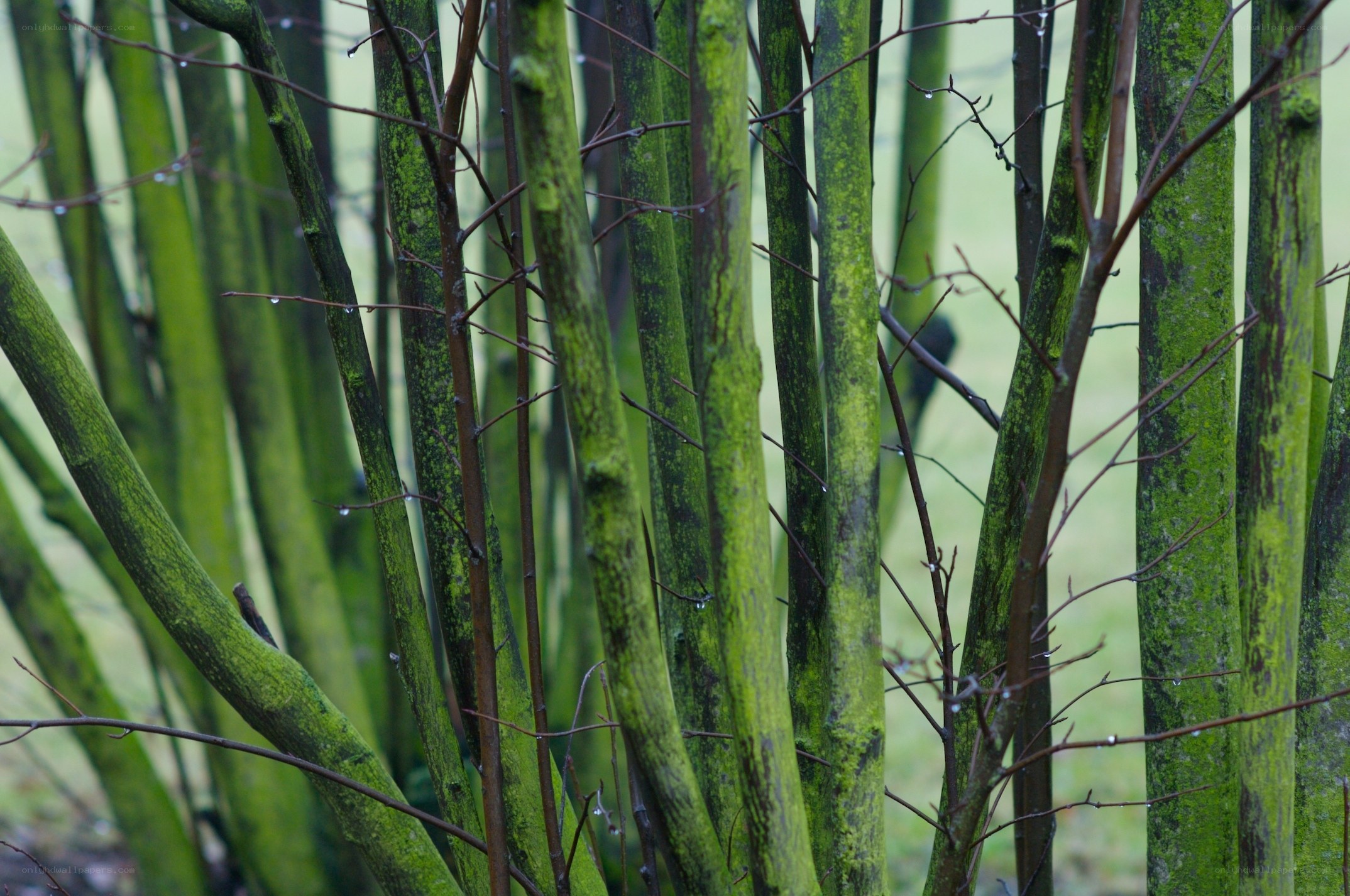 Green mossy branches in rain