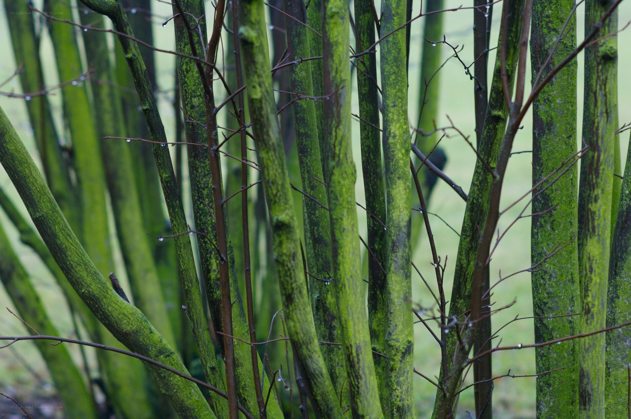 green mossy branches