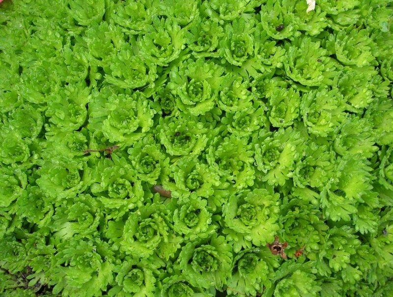 Green Mossy Plant