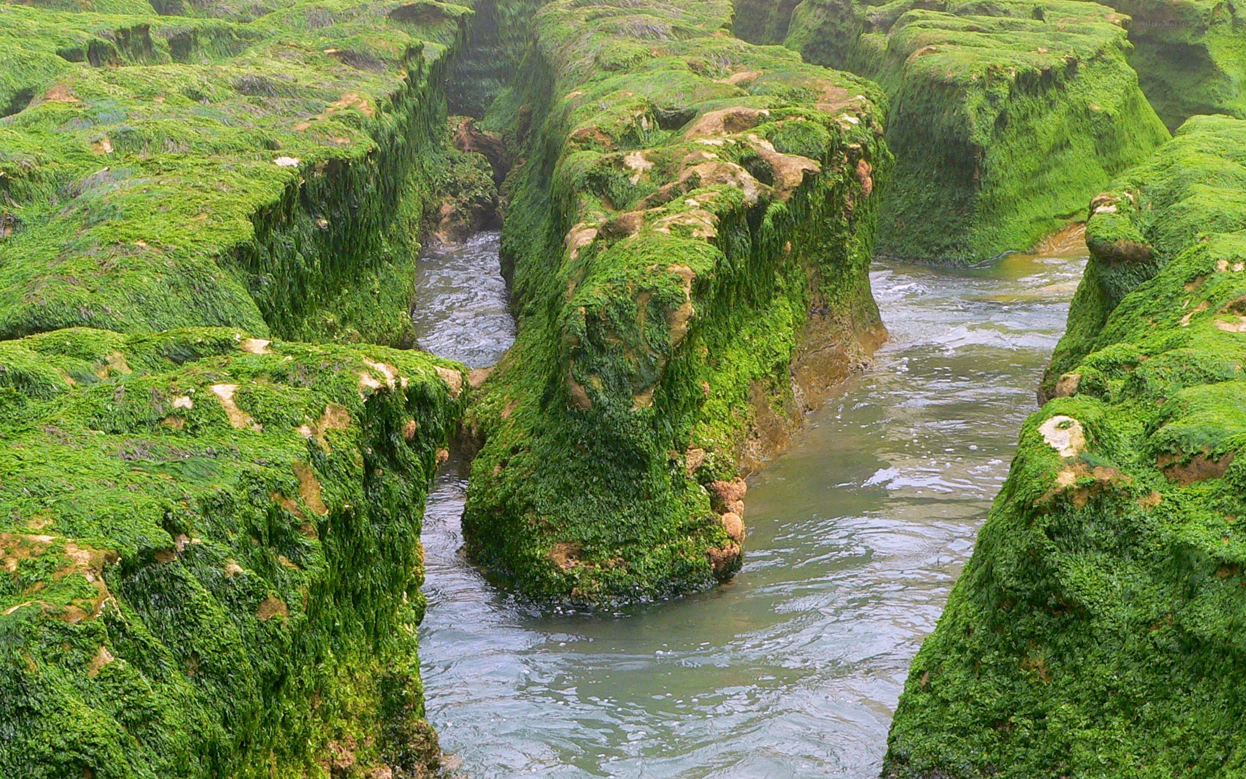 green mossy river canyon