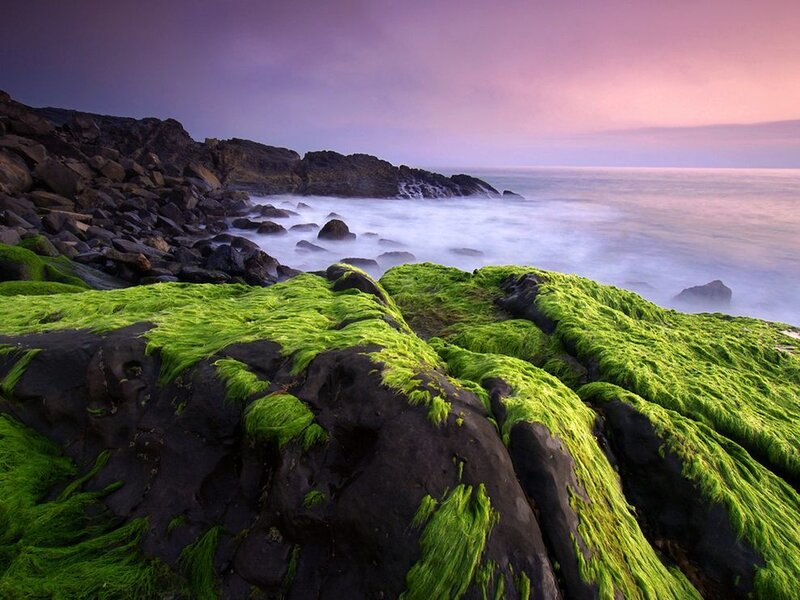 Green mossy rocks at sunset