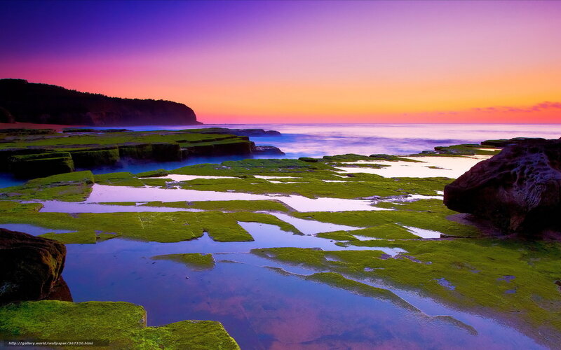 Green Mossy Rocks — Purple, Serene