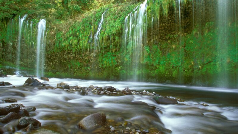 Green Mossy Waterfall — Serene, Morning