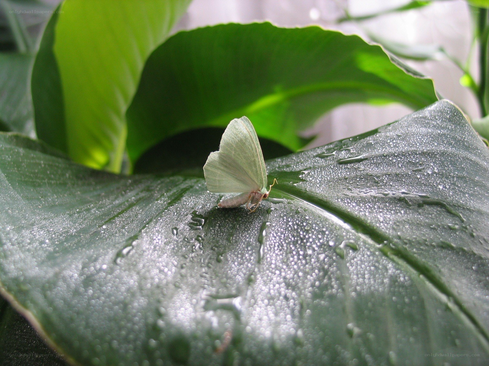 Green moth on a wet leaf