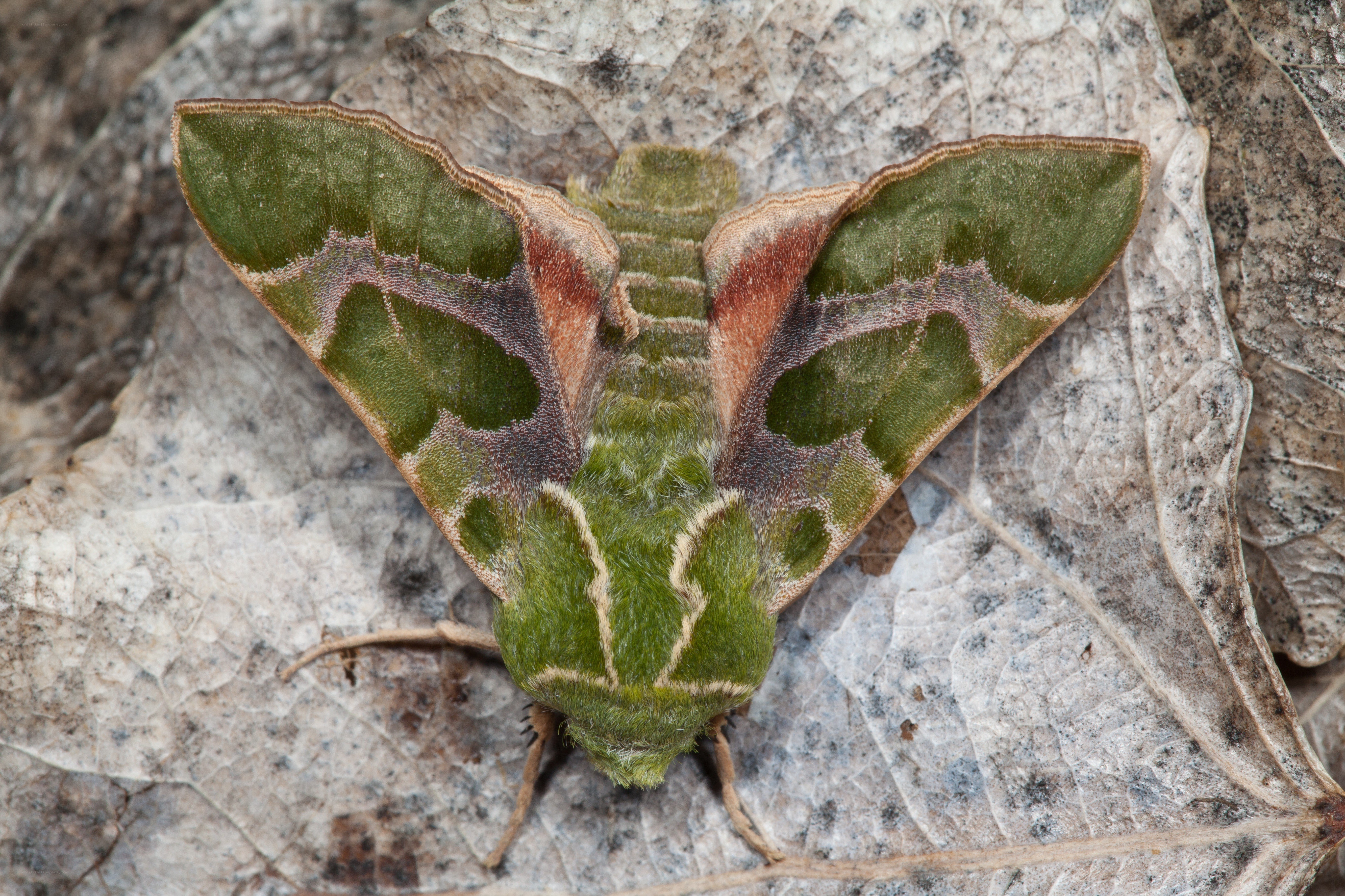 green moth on dry leaf