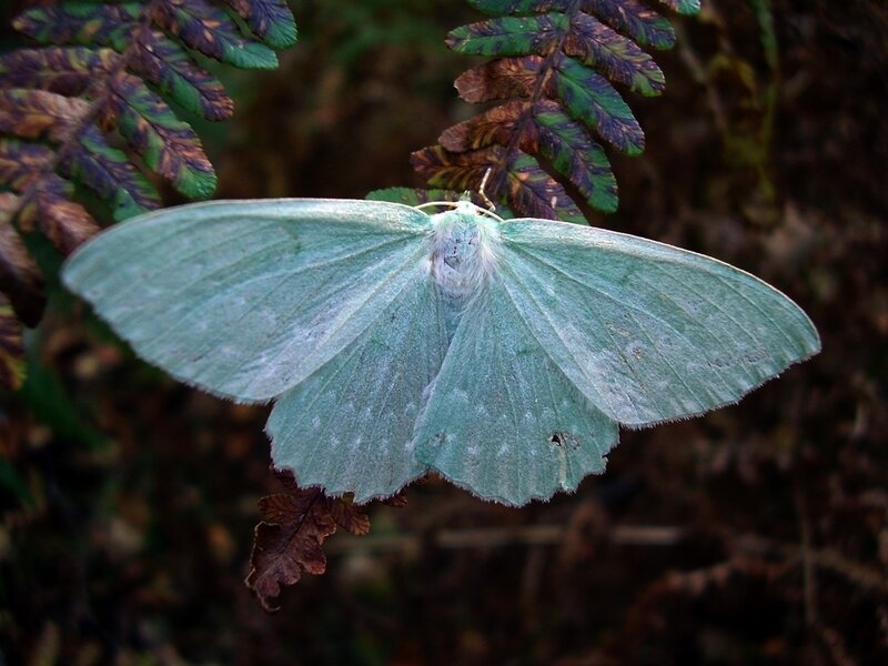 green moth on fern leaf