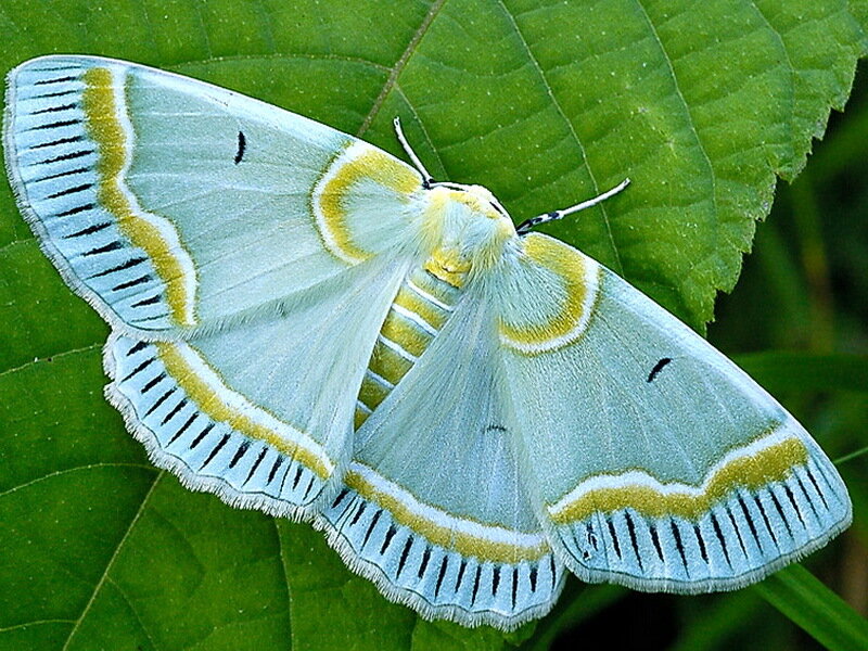 Green Moth on Leaf — Calm